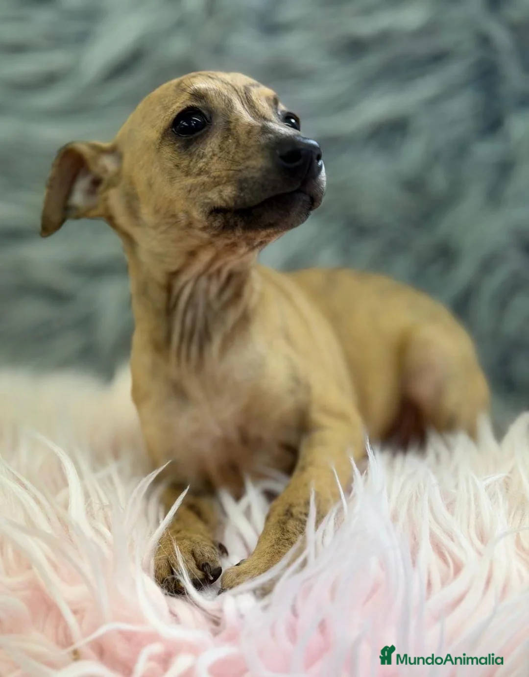 Pequeño Lebrel Italiano perros en venta: CAMADA PICCOLO DISPONIBLES  - Anuncio 1