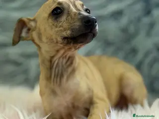 Pequeño Lebrel Italiano perros CAMADA PICCOLO DISPONIBLES - Anuncio 4