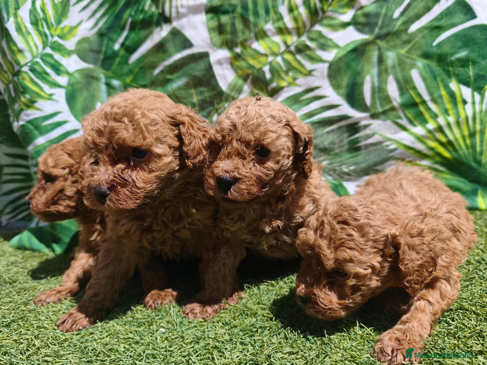 Caniche Toy perros Espectacular camada de caniche  - Anuncio 24
