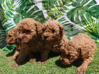 Caniche Toy perros Espectacular camada de caniche - Anuncio 24