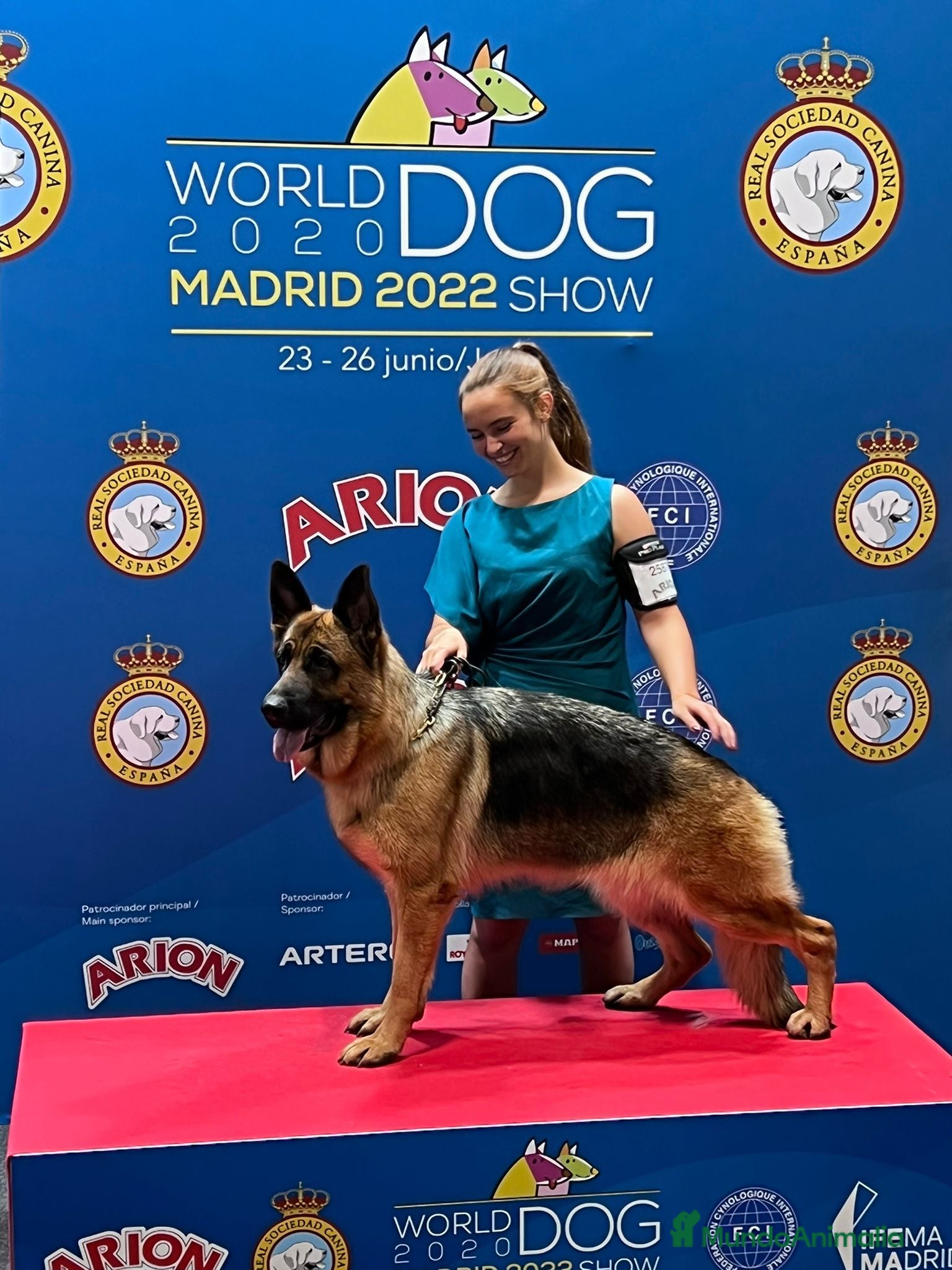 Pastor Alemán perros Pastor alemán belleza  - Anuncio 2