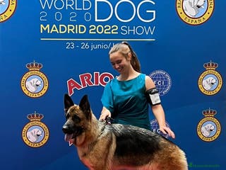 Pastor Alemán perros Pastor alemán belleza - Anuncio 2