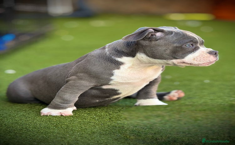 American Bully perros - Anuncio 3