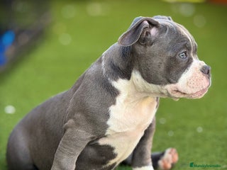 American Bully perros - Anuncio 5