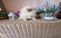 Pomerania perros en venta: Pomerania Macho disponible fotos actuales  - Imagen 12