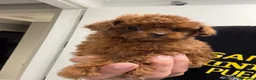Caniche Toy perros en venta: 🐩 CANICHE TOY ROJO PIMENTÓN — 2 MESES 🤎 en Madrid - Anuncio 16