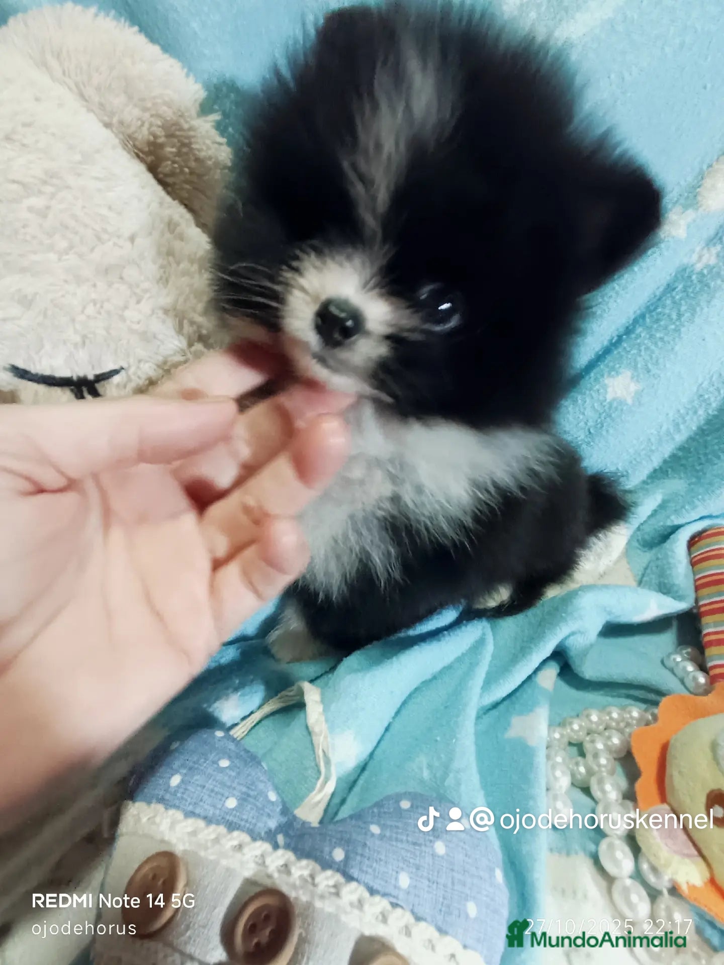 Pomerania perros Pomerania ositos ✨⭐ - Anuncio 26