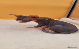 Sphynx gatos en venta: Preciosa camada de gatitos sphynx  - Imagen 19