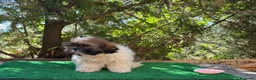 Shih Tzu perros en venta: Shih tzu - Anuncio 4