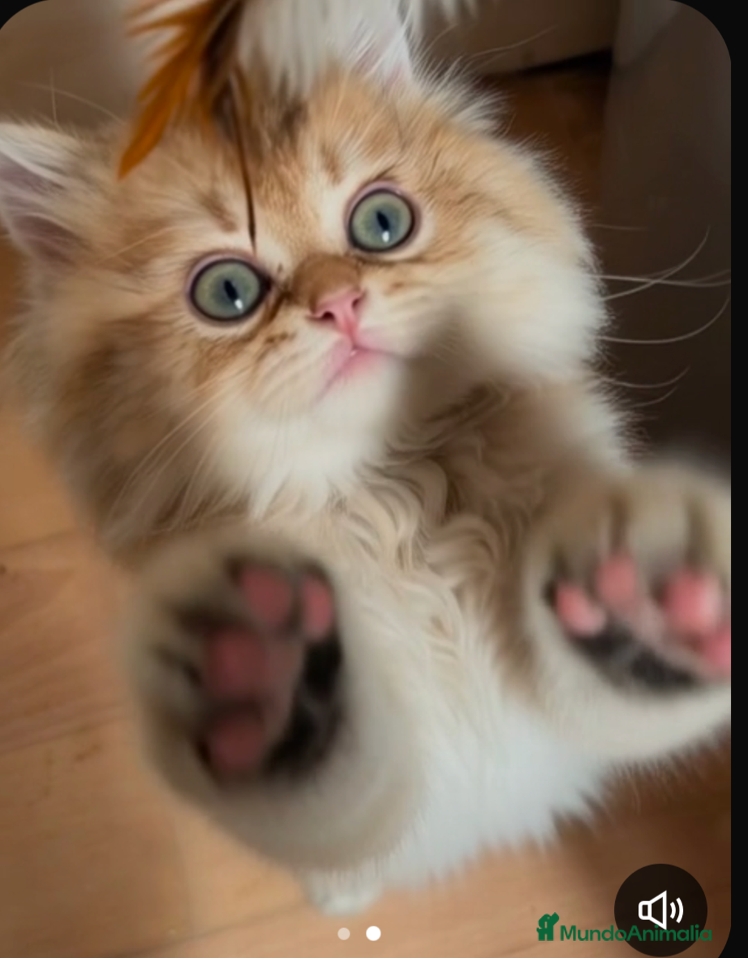 Británico de Pelo Largo gatos en venta: gatitos british longhair 📍lineas excepcionales - Anuncio 5