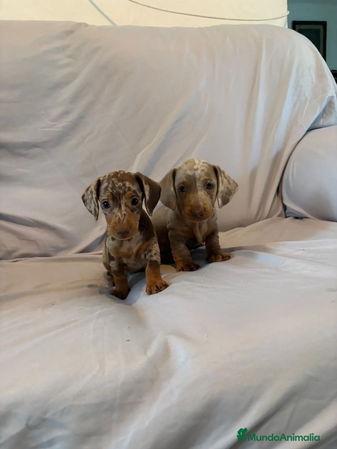 Teckel perros en venta: Cachorros de Teckel Kaninchen Y Miniatura  - Anuncio 2