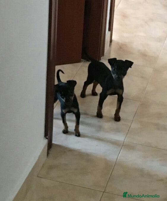 Ratón de Praga perros Ratón de Praga - Anuncio 1