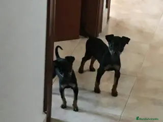 Ratón de Praga perros Ratón de Praga - Anuncio 1