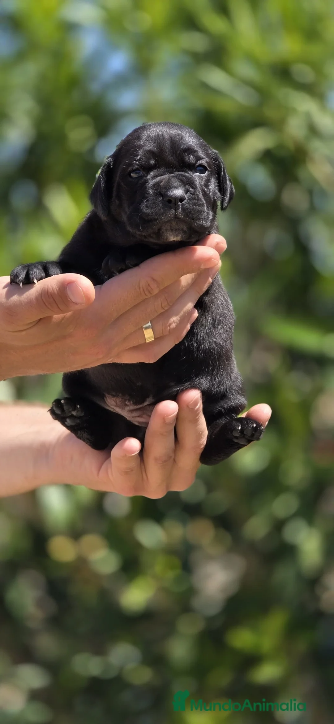 Cane Corso perros en venta: Cachorros de Cane Corso - Anuncio 9