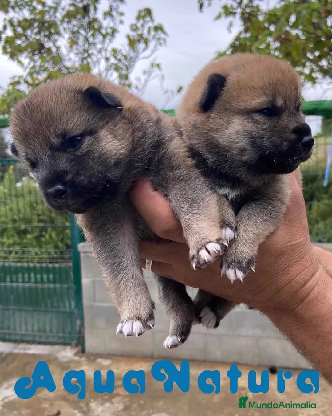 Shiba Inu perros en venta:  Camada Shiba Inu de Marina y Simbad - AQUANATURA en Barcelona - Anuncio 8