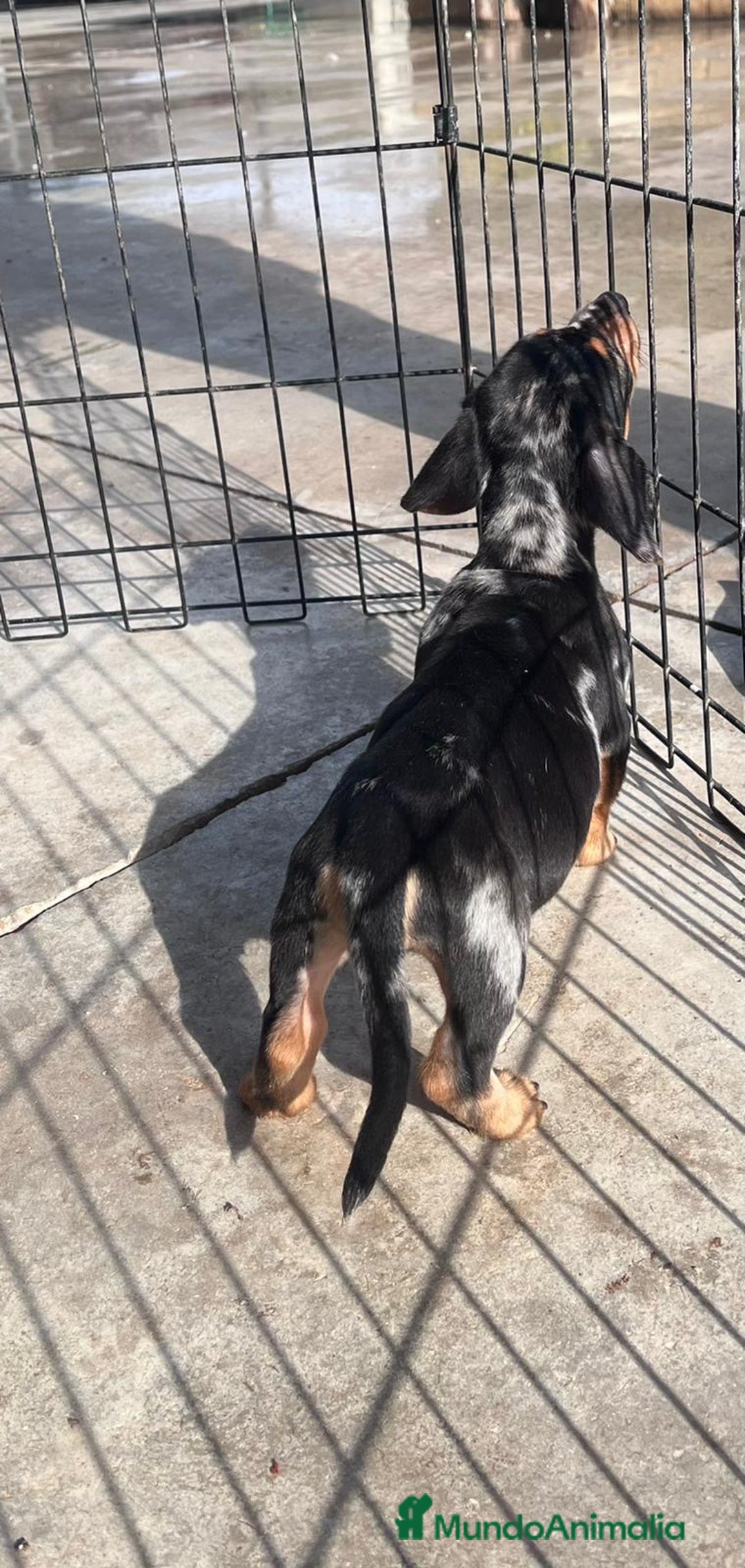 Teckel Miniatura perros en venta: Teckel mini arlequín plata  - Anuncio 1