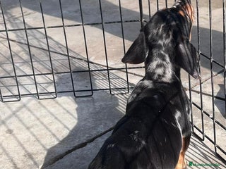 Teckel Miniatura perros Teckel mini arlequín plata - Anuncio 1