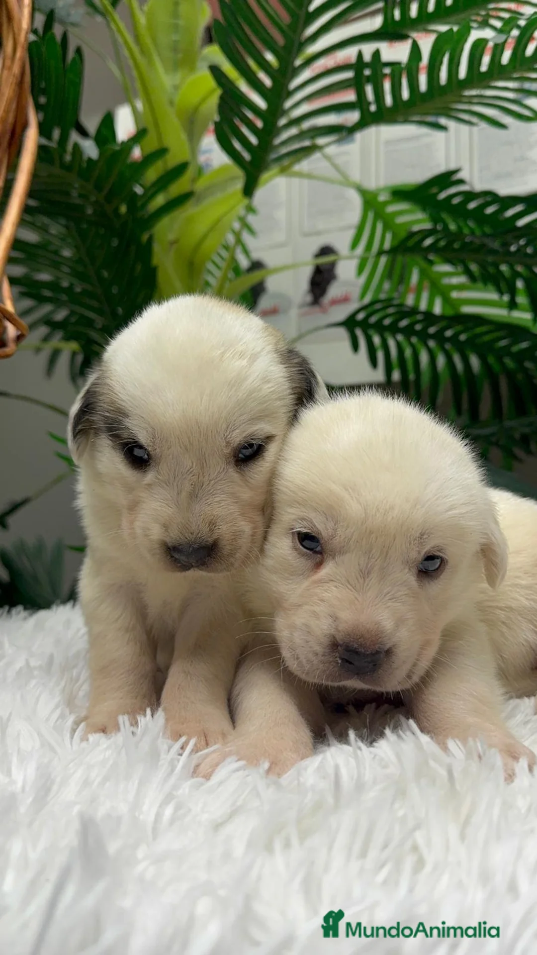 Mastín Español perros en venta: MASTIN ESPAÑOL  - Anuncio 1