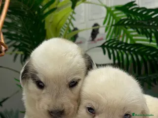 Mastín Español perros MASTIN ESPAÑOL - Anuncio 2