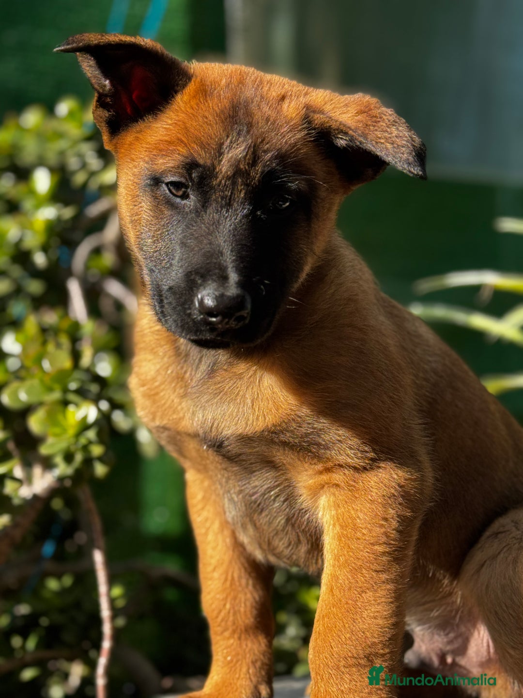 Pastor Belga Malinois perros en venta: Pastor Belga Malinois - Anuncio 3