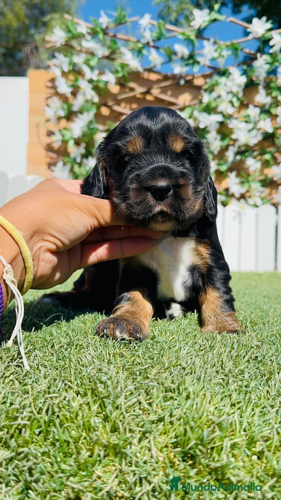 Cocker Spaniel Inglés perros en venta: COCKER SPANIEL INGLÉS  - Anuncio 4