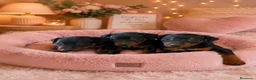 Pinscher Miniatura perros en venta: mini pinscher - Anuncio 1