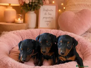 Pinscher Miniatura perros mini pinscher - Anuncio 4