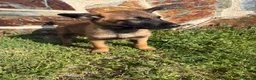 Pastor Belga Malinois perros en venta: Pasator Belga Malinois - Anuncio 7