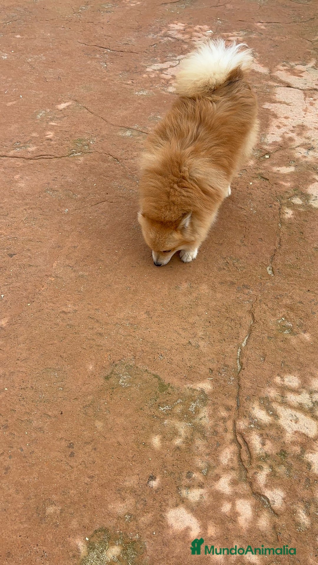 Pomerania perros en venta: Último pomerania  - Anuncio 5