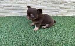 Chihuahua perros en venta: Chihuahua pelo largo  - Imagen 3