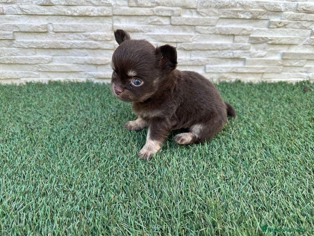 Chihuahua perros en venta: Chihuahua pelo largo  - Imagen 3