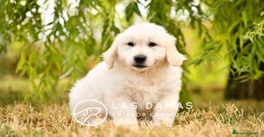 Golden Retriever perros en Rubena - Propaganda 15