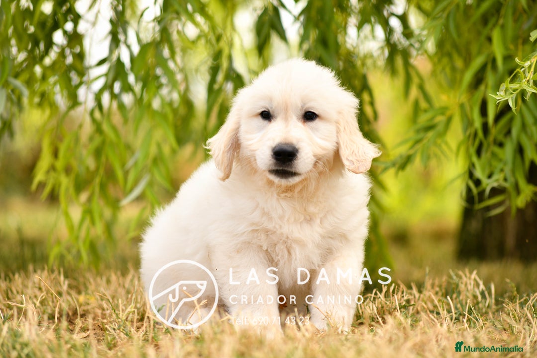 Golden Retriever perros en venta: 🐶 GOLDEN RETRIEVER. La ternura hecha perro 🐾 en Rubena - Imagen 2