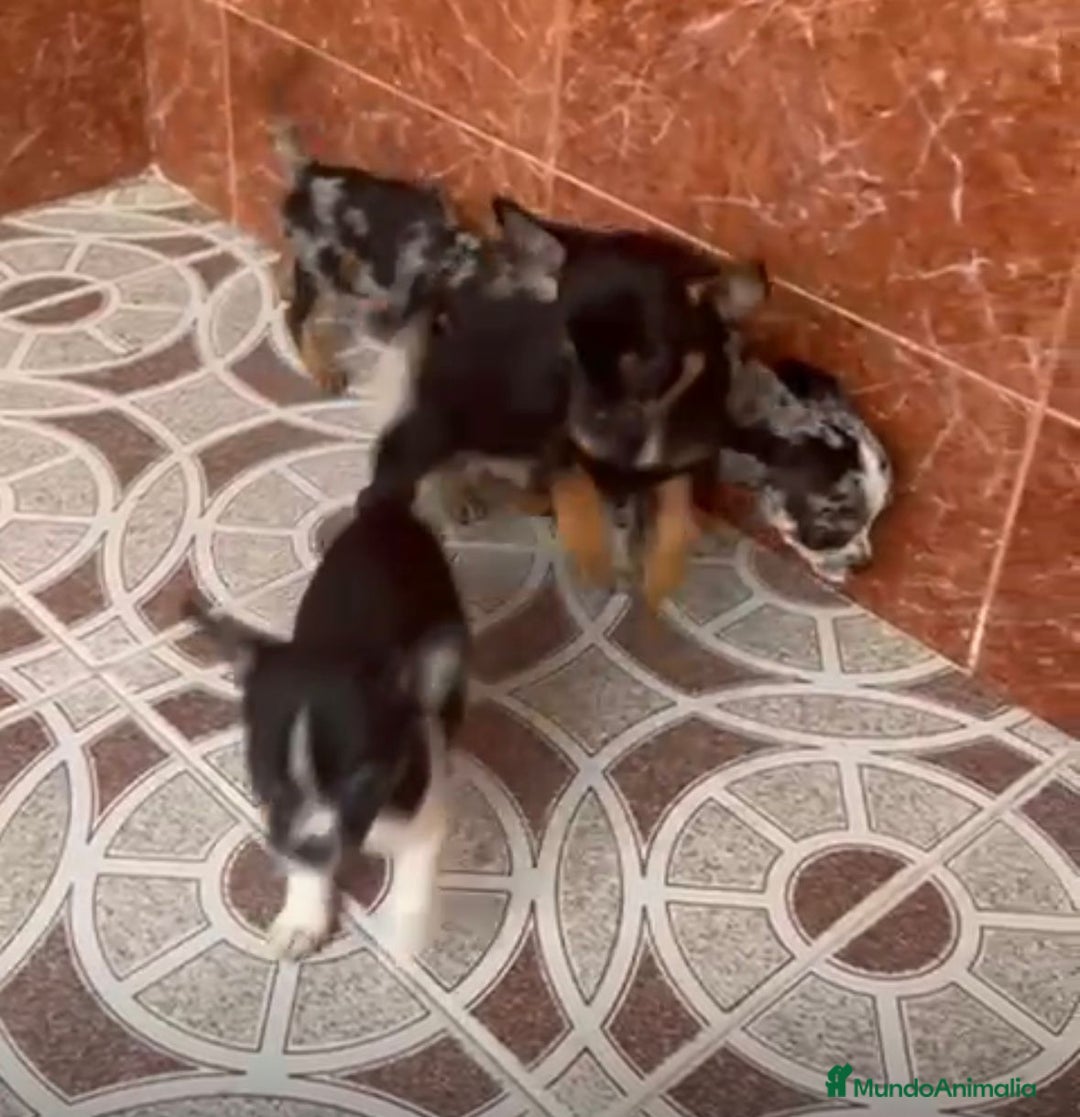 Chihuahua perros en venta: Chihuahuas merles - Imagen 10