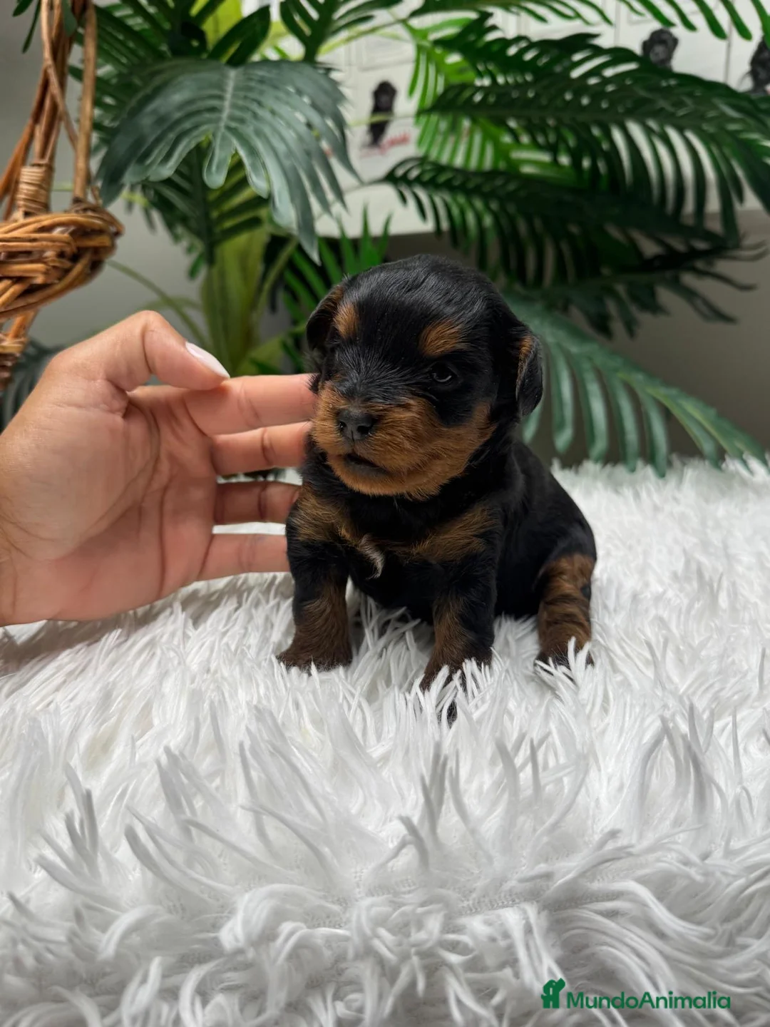 Maltipoo perros en venta: MALTIPOO  - Anuncio 1