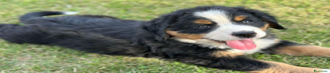 Boyero de Berna Cachorro 2