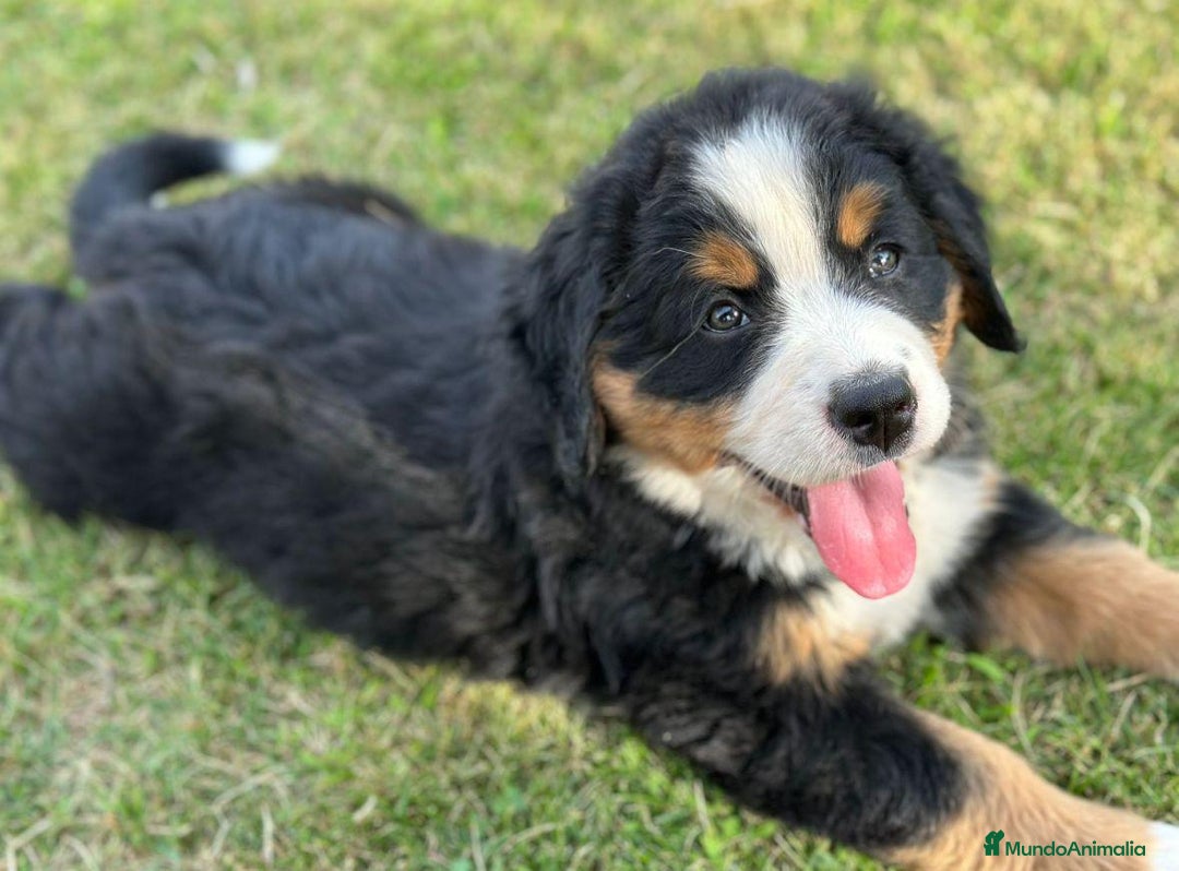 Boyero de Berna perros en venta: Boyero de Berna hembra  - Imagen 1