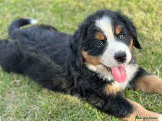 Boyero de Berna perros - Anuncio 5