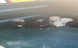 Perro de Agua Español perros en venta: cachorros de perro de agua Español - Imagen 6