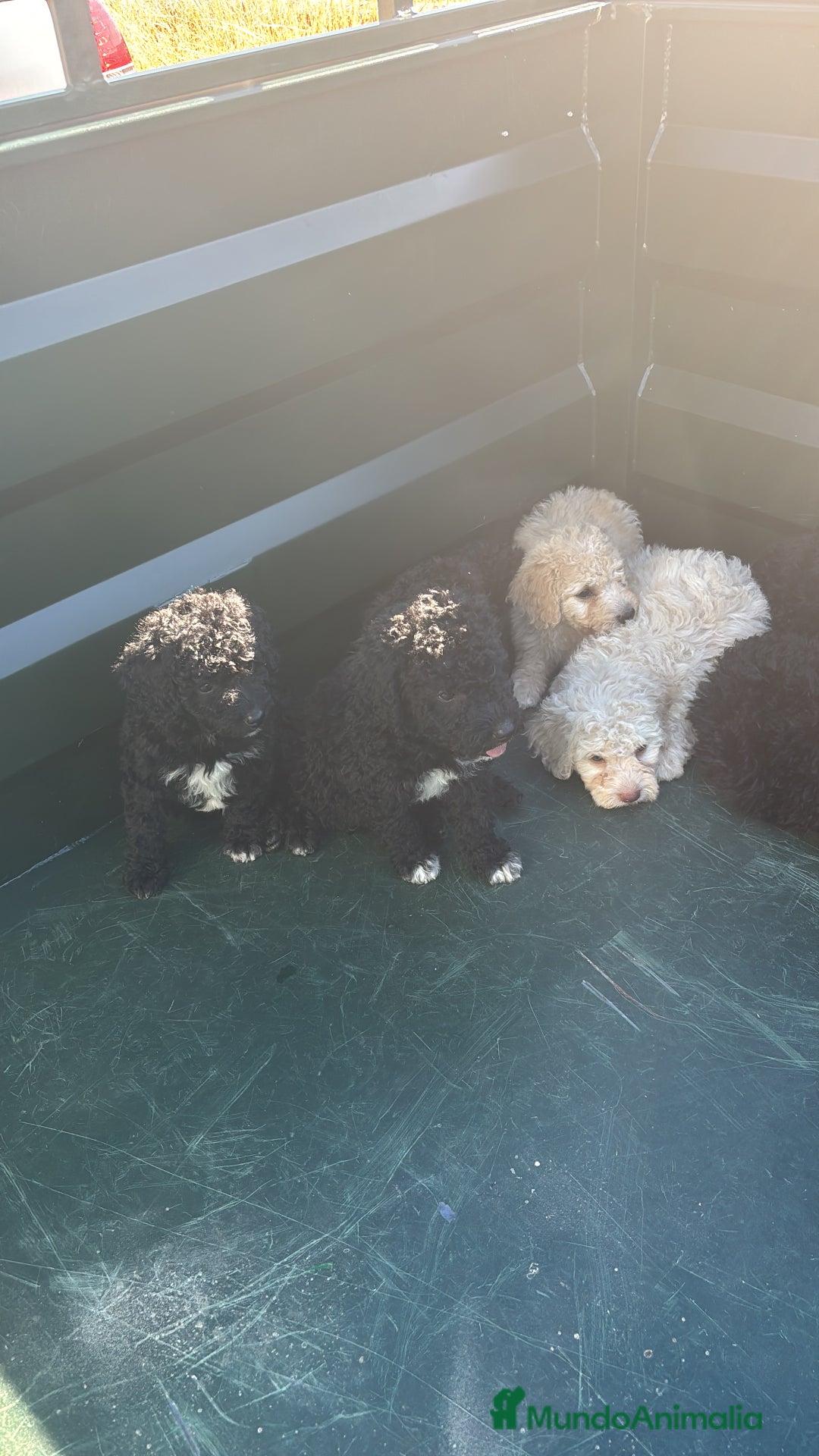 Perro de Agua Español perros en venta: cachorros de perro de agua Español - Imagen 6