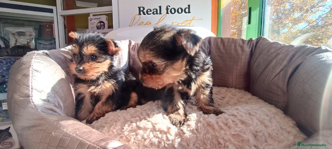 Yorkshire Terrier perros en venta: Cachorros de Yorkshire  - Anuncio 12