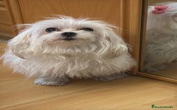 Bichón Maltés perros en venta: Preciosa Bichon maltés hembra  - Imagen 2