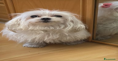 Bichón Maltés perros - Anuncio 3