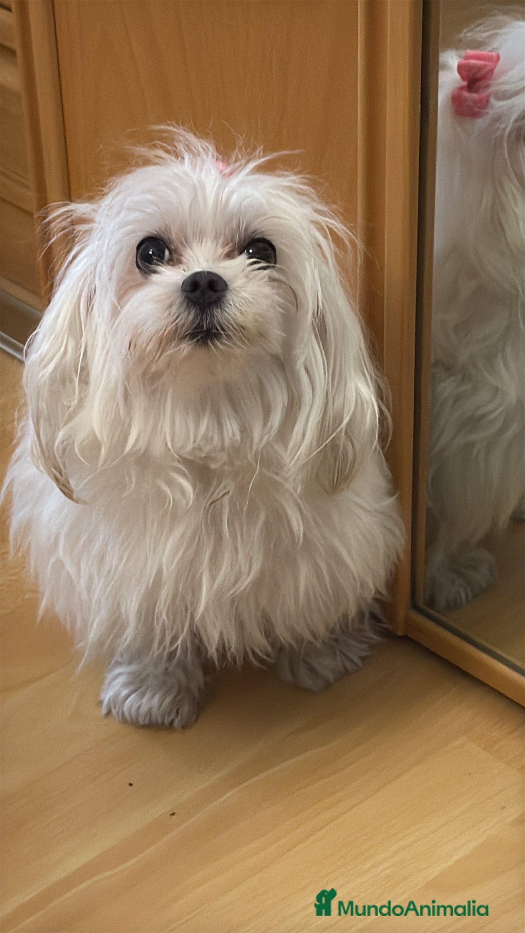 Bichón Maltés perros en venta: Preciosa Bichon maltés hembra  - Imagen 2