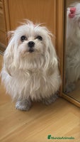 Bichón Maltés perros - Anuncio 10