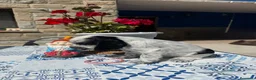 Cocker Spaniel Inglés perros en venta: Cachorros cocker spaniel ingles - Anuncio 4