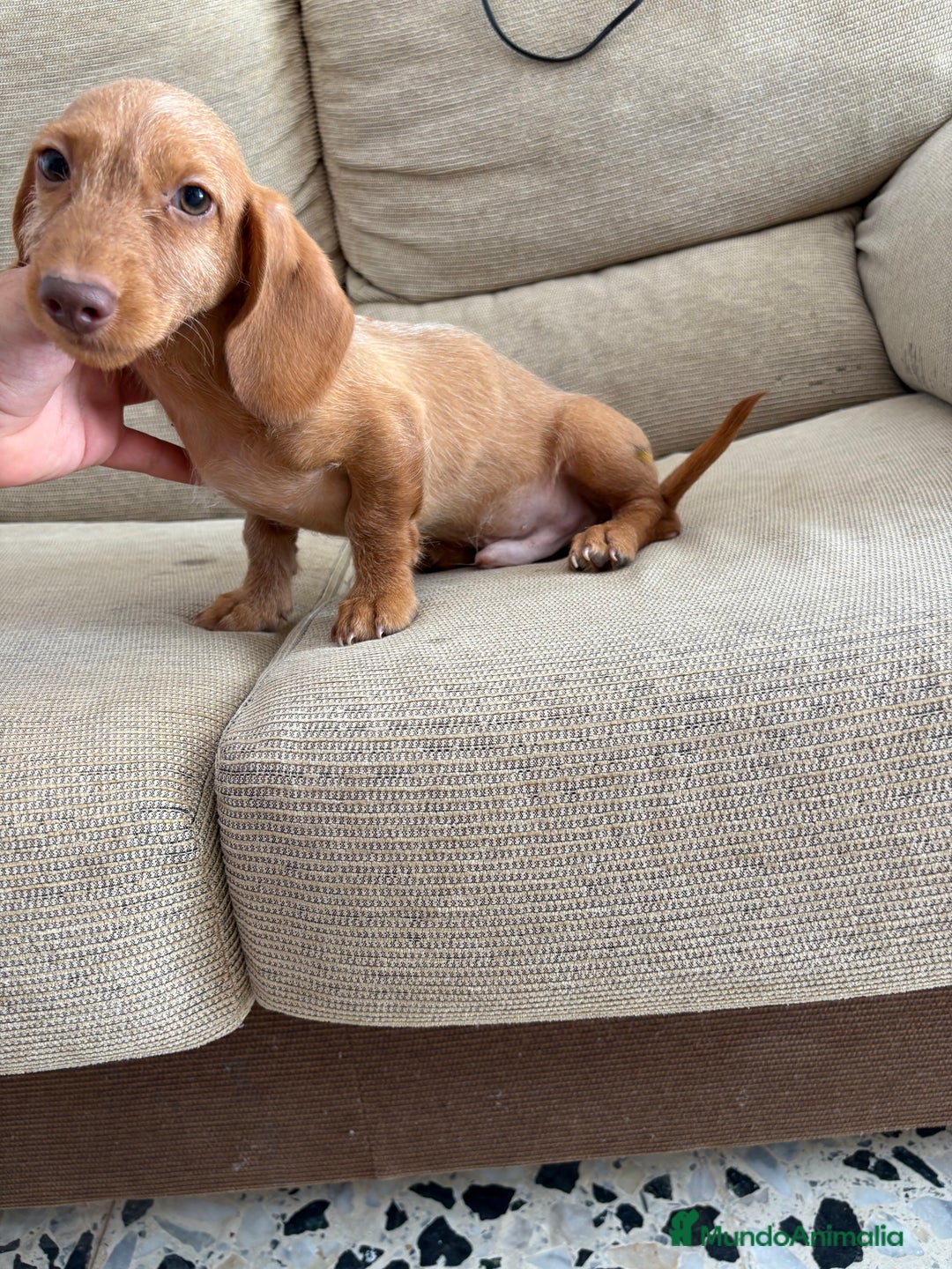 Teckel Miniatura perros en venta: Teckels pelo duro  - Imagen 2