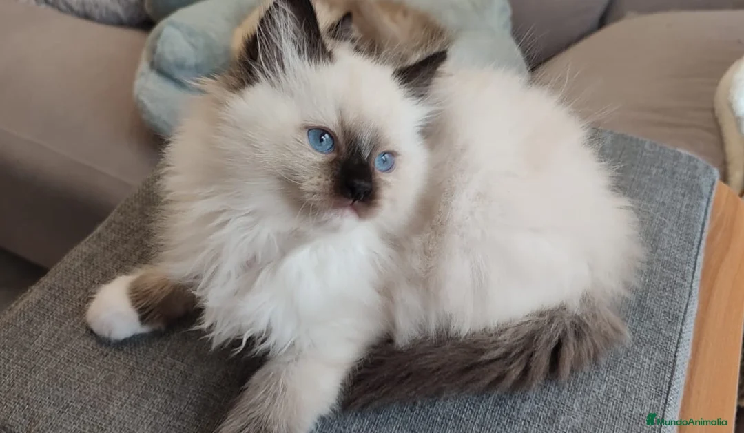 Ragdoll gatos en venta: Gatitos Ragdoll - Anuncio 31