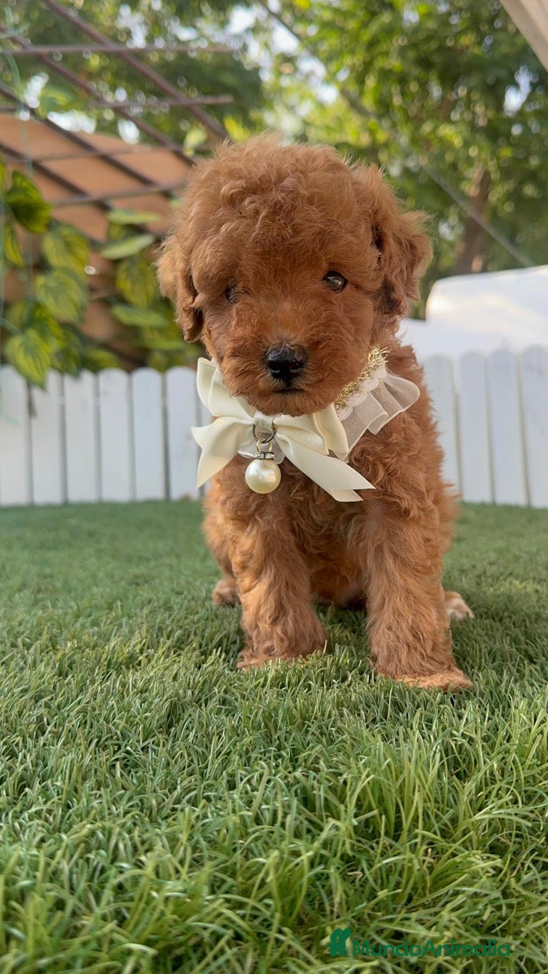 Caniche Toy perros en venta: CANICHE TOY  - Imagen 21