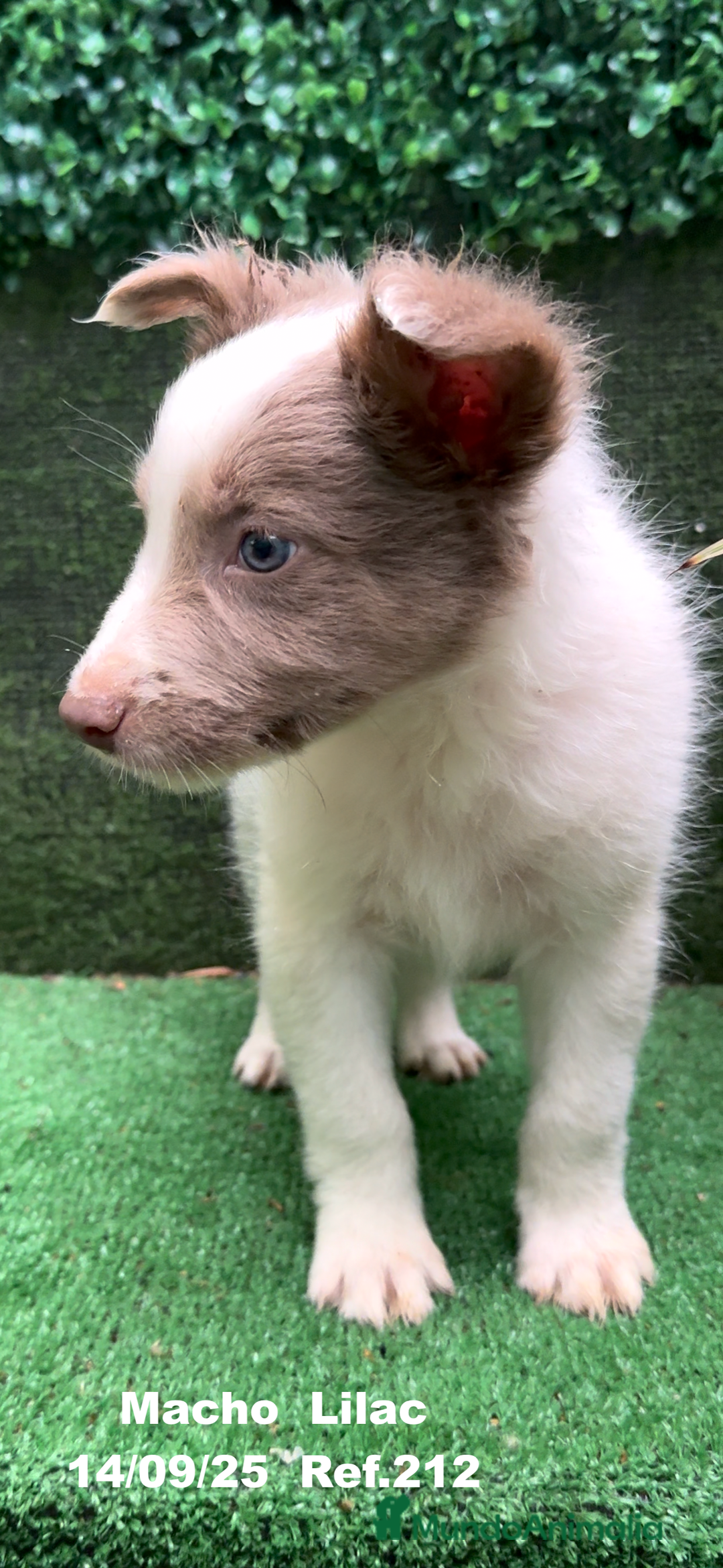 Border Collie perros en venta: BORDER COLLIE color lilac - Imagen 12